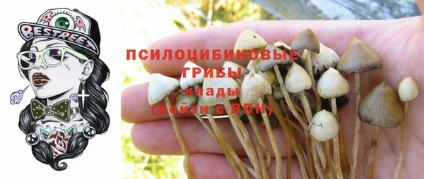 PSILOCYBIN Новодвинск